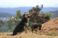 Family dogs live and playing in sand Ã¢â¬â¹Ã¢â¬â¹mound , dog live semi wild in the outback forest part 3 Royalty Free Stock Photo